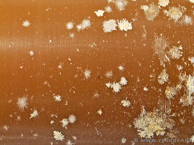 Mold on a brown wax cylinder